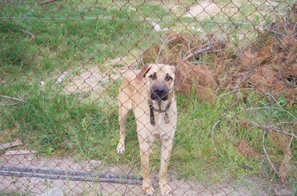 Cheapest Way to Keep Dogs from Digging Under Fence